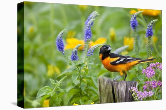 Baltimore Oriole on Post in Garden with Flowers, Marion, Illinois, Usa-Richard ans Susan Day-Premier Image Canvas
