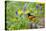 Baltimore Oriole on Post in Garden with Flowers, Marion, Illinois, Usa-Richard ans Susan Day-Premier Image Canvas