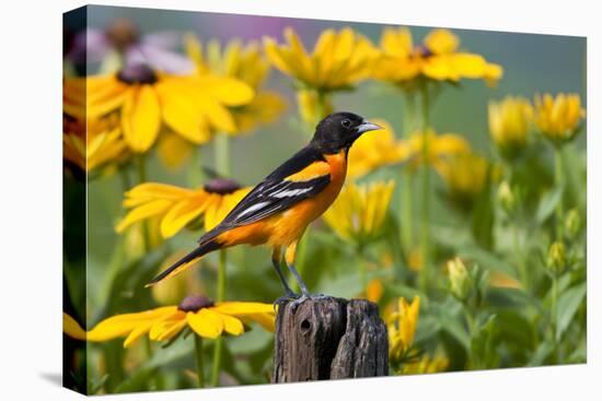 Baltimore Oriole on Post with Black-Eyed Susans, Marion, Illinois, Usa-Richard ans Susan Day-Premier Image Canvas