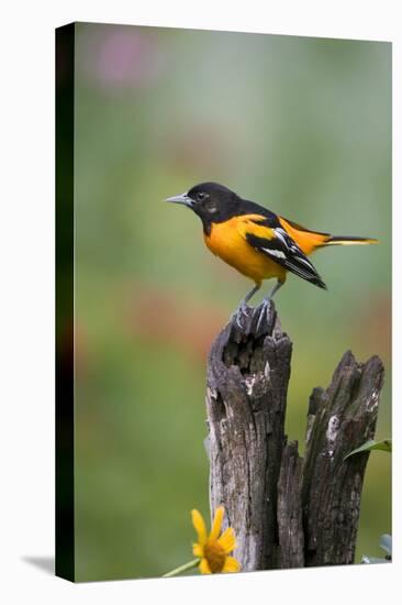 Baltimore Oriole on Wooden Fence in a Garden, Marion, Illinois, Usa-Richard ans Susan Day-Premier Image Canvas