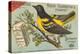 Baltimore Oriole Pageant-null-Stretched Canvas