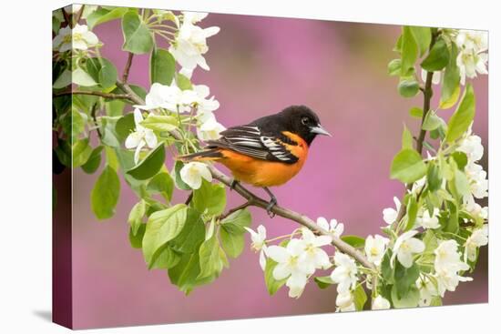 Baltimore oriole perched in pear blossom, New York, USA-Marie Read-Premier Image Canvas