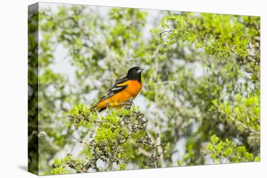 Baltimore Oriole-Gary Carter-Premier Image Canvas