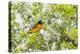 Baltimore Oriole-Gary Carter-Premier Image Canvas