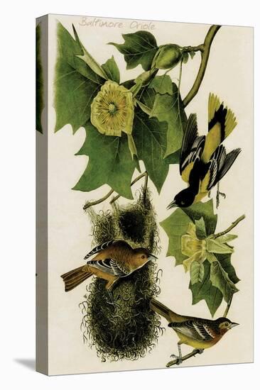 Baltimore Oriole-John James Audubon-Stretched Canvas