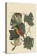 Baltimore Oriole-Mark Catesby-Stretched Canvas