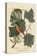 Baltimore Oriole-Mark Catesby-Stretched Canvas