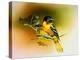 Baltimore Oriole-Spencer Williams-Premier Image Canvas