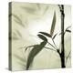 Bamboo #1-Alan Blaustein-Stretched Canvas