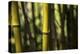 Bamboo Afternoon III-Rita Crane-Premier Image Canvas