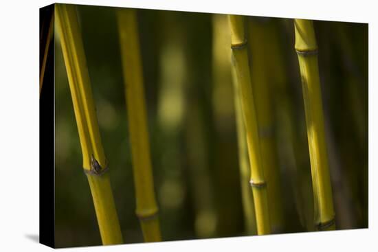 Bamboo Afternoon VI-Rita Crane-Premier Image Canvas