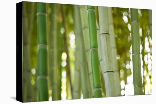 Bamboo and Bokeh I-Erin Berzel-Premier Image Canvas