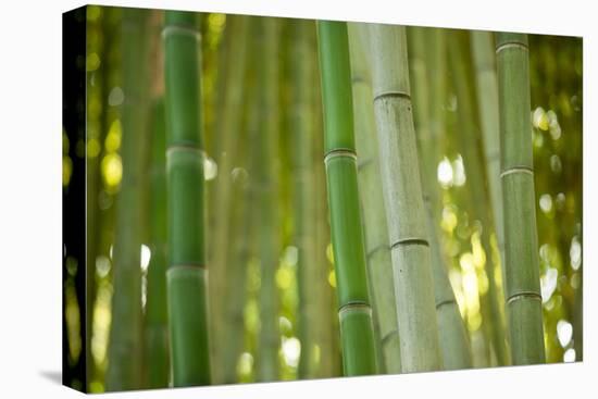 Bamboo and Bokeh II-Erin Berzel-Premier Image Canvas