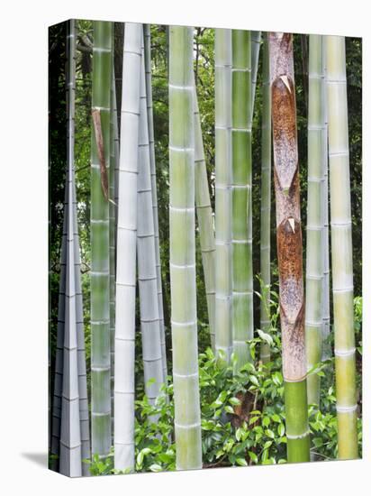 Bamboo at Shukkei-En Garden, Hiroshima, Japan-Rob Tilley-Premier Image Canvas