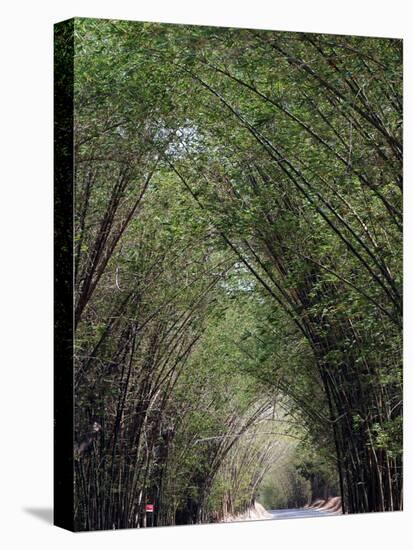 Bamboo Avenue, St. Elizabeth, Jamaica, West Indies, Caribbean, Central America-Ethel Davies-Premier Image Canvas