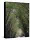 Bamboo Avenue, St. Elizabeth, Jamaica, West Indies, Caribbean, Central America-Ethel Davies-Premier Image Canvas