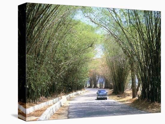 Bamboo Avenue, St. Elizabeth, Jamaica, West Indies, Central America-Sergio Pitamitz-Premier Image Canvas