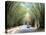 Bamboo Avenue, St. Elizabeth, Jamaica, West Indies, Central America-Sergio Pitamitz-Premier Image Canvas