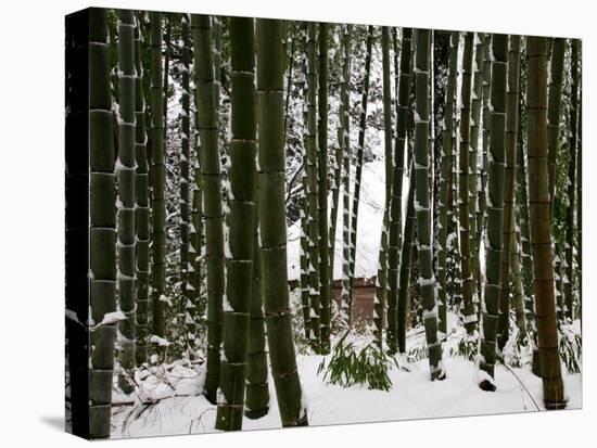 Bamboo Bush in Snow-null-Premier Image Canvas