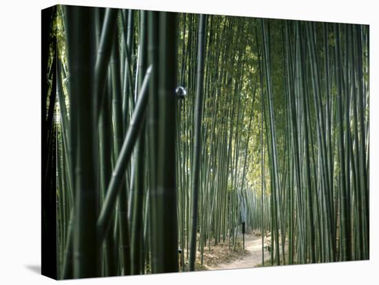 Bamboo Forest, Ginkakuji Temple, Kyoto, Japan-null-Premier Image Canvas