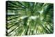 Bamboo Forest in Japan-StockByM-Premier Image Canvas