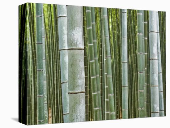 Bamboo Forest in Sagano-Rudy Sulgan-Premier Image Canvas