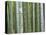 Bamboo Forest in Sagano-Rudy Sulgan-Premier Image Canvas