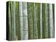 Bamboo Forest in Sagano-Rudy Sulgan-Premier Image Canvas