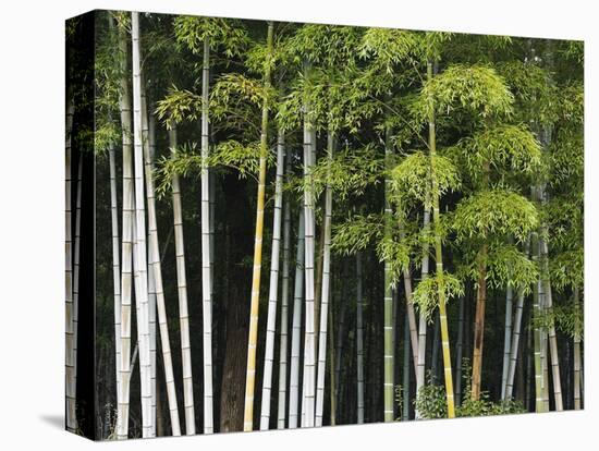 Bamboo Forest in Sagano-Rudy Sulgan-Premier Image Canvas