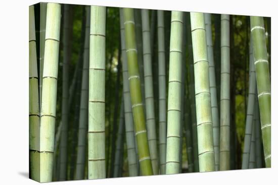 Bamboo forest in Shoren-in temple, Kyoto, Japan-Damien Douxchamps-Premier Image Canvas