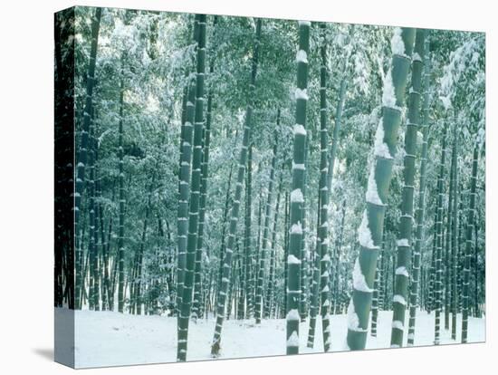 Bamboo Forest in Snow, Nishiyama, Kyoto, Japan-null-Premier Image Canvas