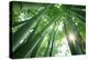Bamboo Forest in the Morning-Liang Zhang-Premier Image Canvas