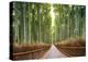 Bamboo Forest, Kyoto, Japan-Pangea Images-Stretched Canvas