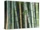 Bamboo Forest, Kyoto, Japan-Rob Tilley-Premier Image Canvas