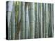 Bamboo Forest, Kyoto, Japan-Gavriel Jecan-Premier Image Canvas