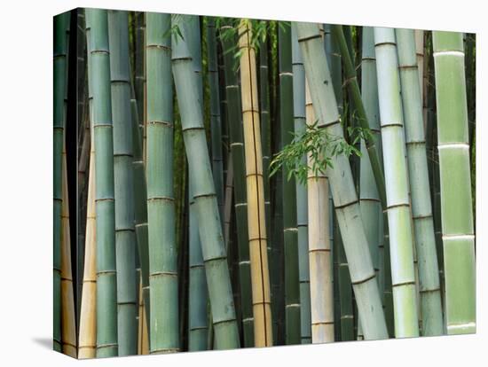 Bamboo Forest, Kyoto, Japan-Rob Tilley-Premier Image Canvas