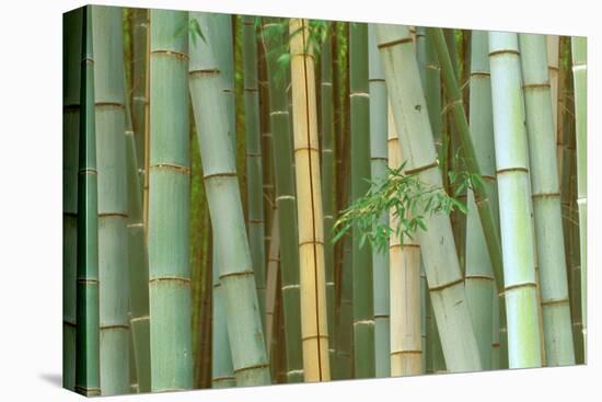 Bamboo Forest, Kyoto, Japan-Rob Tilley-Premier Image Canvas