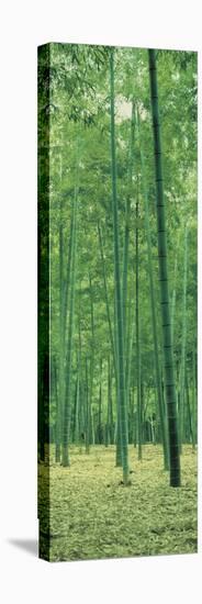 Bamboo Forest Nagaokakyo Kyoto Japan-null-Stretched Canvas