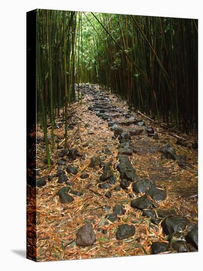 Bamboo Forest on the Waimoku Falls Trail, South of Hana, Maui, Hawaii, USA-Charles Sleicher-Premier Image Canvas