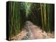 Bamboo Forest on the Waimoku Falls Trail, South of Hana, Maui, Hawaii, USA-Charles Sleicher-Premier Image Canvas