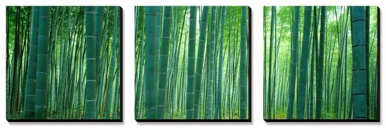 Bamboo Forest, Sagano, Kyoto, Japan-null-Stretched Canvas