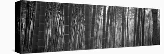 Bamboo Forest, Sagano, Kyoto, Japan-null-Premier Image Canvas