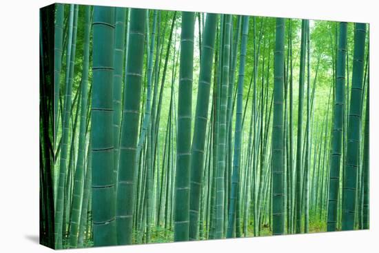 Bamboo Forest, Sagano, Kyoto, Japan-null-Premier Image Canvas