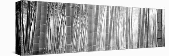 Bamboo Forest, Sagano, Kyoto, Japan-null-Premier Image Canvas