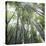 Bamboo Forest-Micha Pawlitzki-Premier Image Canvas