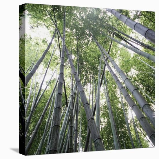 Bamboo Forest-Micha Pawlitzki-Premier Image Canvas