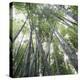 Bamboo Forest-Micha Pawlitzki-Premier Image Canvas