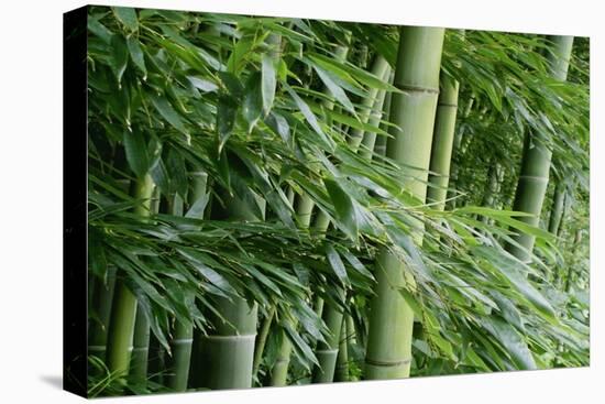 Bamboo Forest-Herb Dickinson-Premier Image Canvas