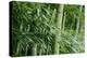 Bamboo Forest-Herb Dickinson-Premier Image Canvas