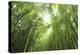 Bamboo grove-Shin Terada-Premier Image Canvas
